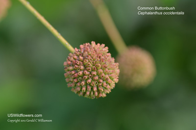 Cephalanthus occidentalis