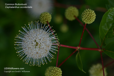 Cephalanthus occidentalis