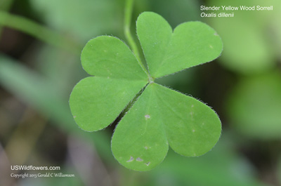 Oxalis dillenii