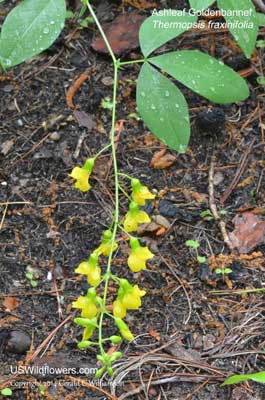 Thermopsis fraxinifolia