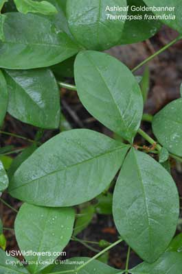 Thermopsis fraxinifolia