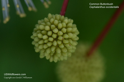 Cephalanthus occidentalis