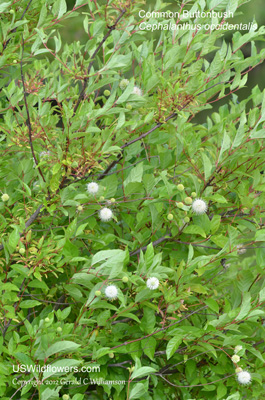 Cephalanthus occidentalis