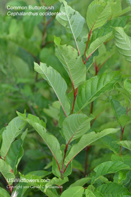 Cephalanthus occidentalis