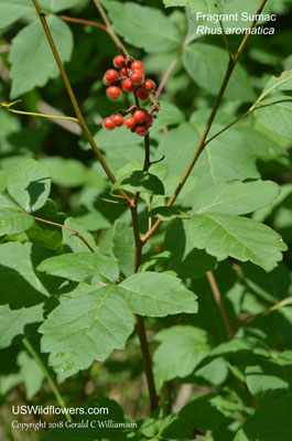 Rhus aromatica