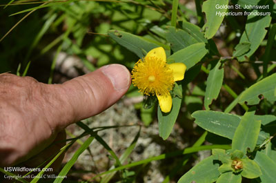 Hypericum frondosum