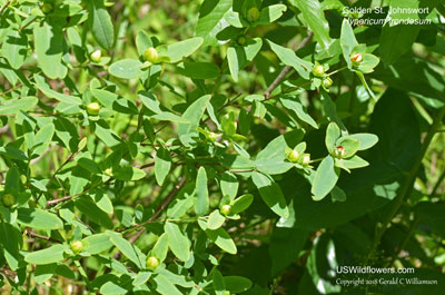 Hypericum frondosum