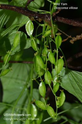 Dioscorea villosa