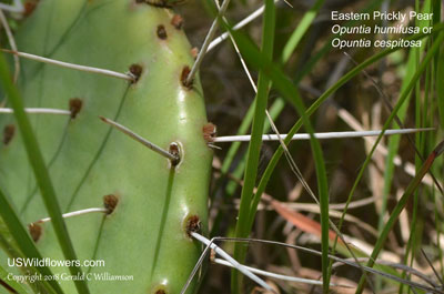 Opuntia humifusa