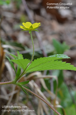 Potentilla simplex