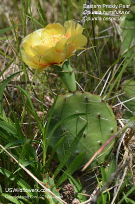 Opuntia humifusa