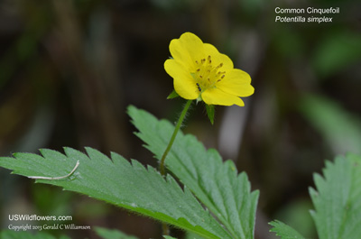 Potentilla simplex