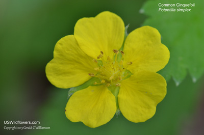 Potentilla simplex