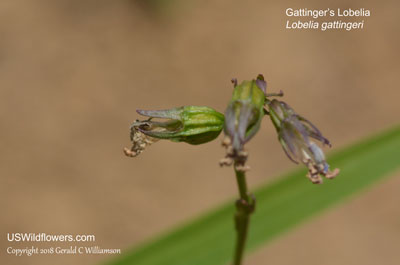 Lobelia gattingeri