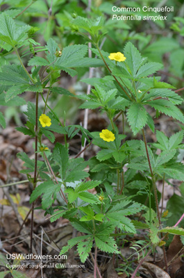 Potentilla simplex