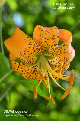 Lilium superbum