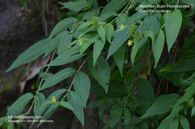 Diervilla rivularis