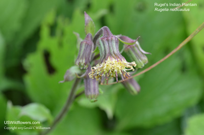 Rugelia nudicaulis