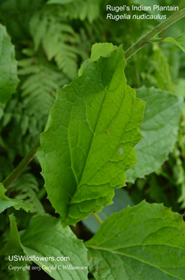 Rugelia nudicaulis