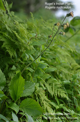 Rugelia nudicaulis