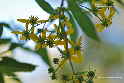 Verbesina alternifolia