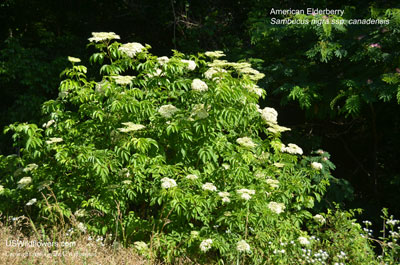 Sambucus nigra ssp canadensis