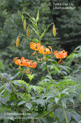 Lilium superbum