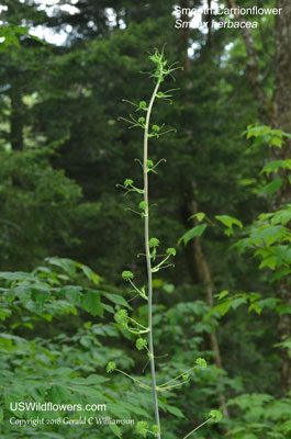 Smilax herbacea