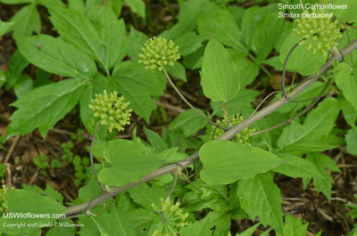 Smilax herbacea