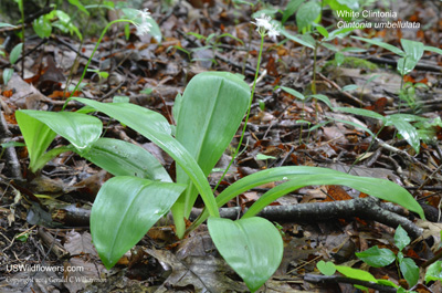 Clintonia umbellulata