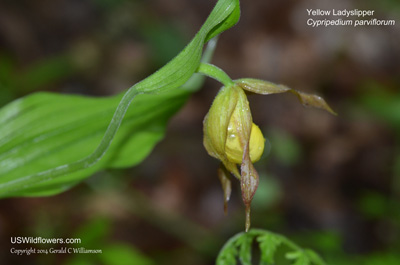 Cypripedium parviflorum