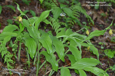 Cypripedium parviflorum