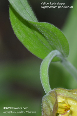 Cypripedium parviflorum