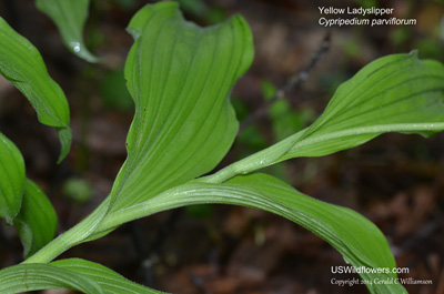 Cypripedium parviflorum