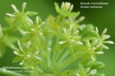 Smilax herbacea