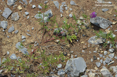 Dalea gattingeri