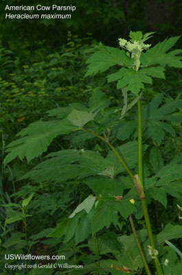 Heracleum maximum