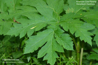 Heracleum maximum