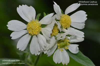 Polymnia canadensis