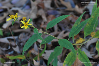 Helianthus microcephalus