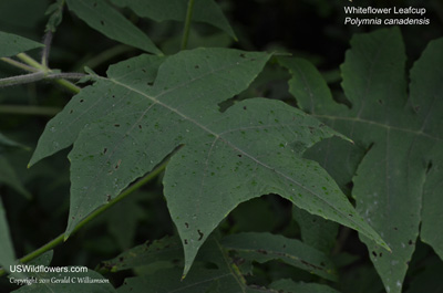 Polymnia canadensis