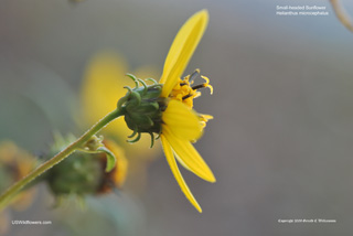 Helianthus microcephalus