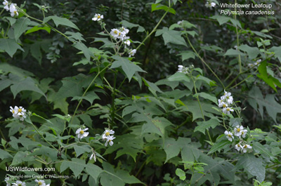 Polymnia canadensis