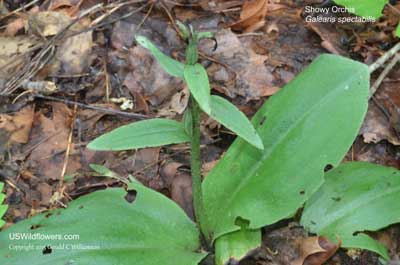 Galearis spectabilis