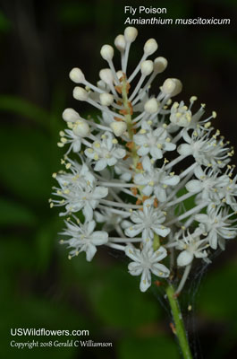 Amianthium muscitoxicum