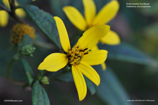 Helianthus microcephalus