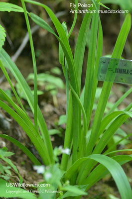 Amianthium muscitoxicum