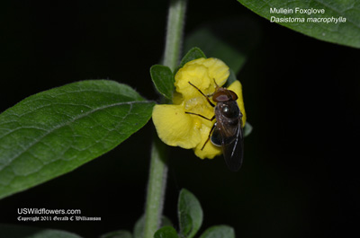 Dasistoma macrophylla