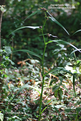 Tradescantia subaspera