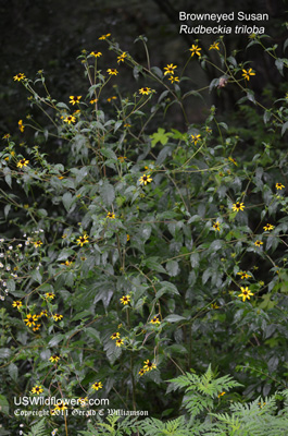 Rudbeckia triloba